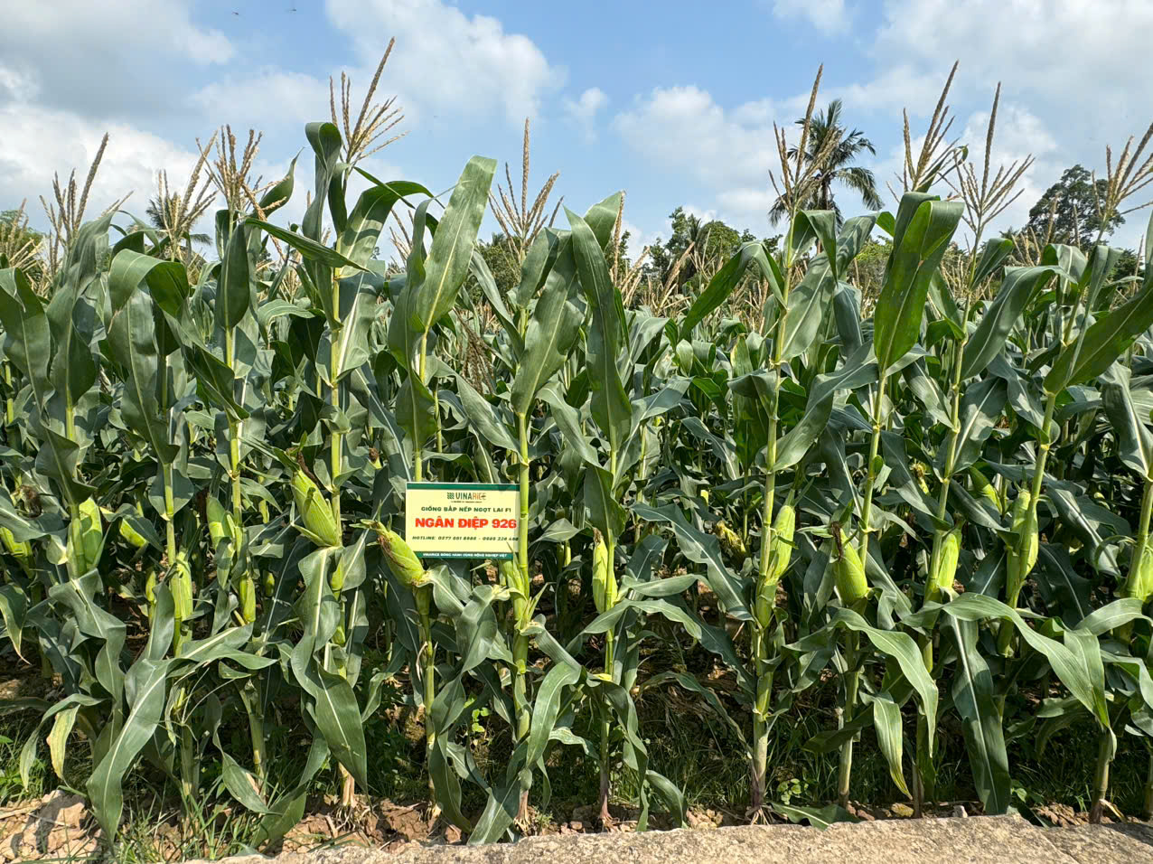 🌽LẦN ĐẦU RA MẮT, BẮP NẾP NGỌT LAI F1 NGÂN ĐIỆP 926 ĐƯỢC LÒNG NÔNG DÂN, THƯƠNG LÁI VĨNH LONG🌽