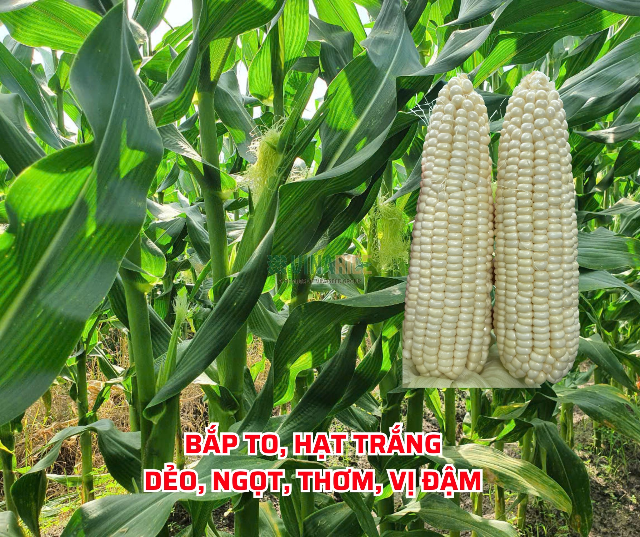 Bà con Đông Nam Bộ trồng Ngân Điệp 926: Ăn ngon, bán chạy, thu nhập tăng