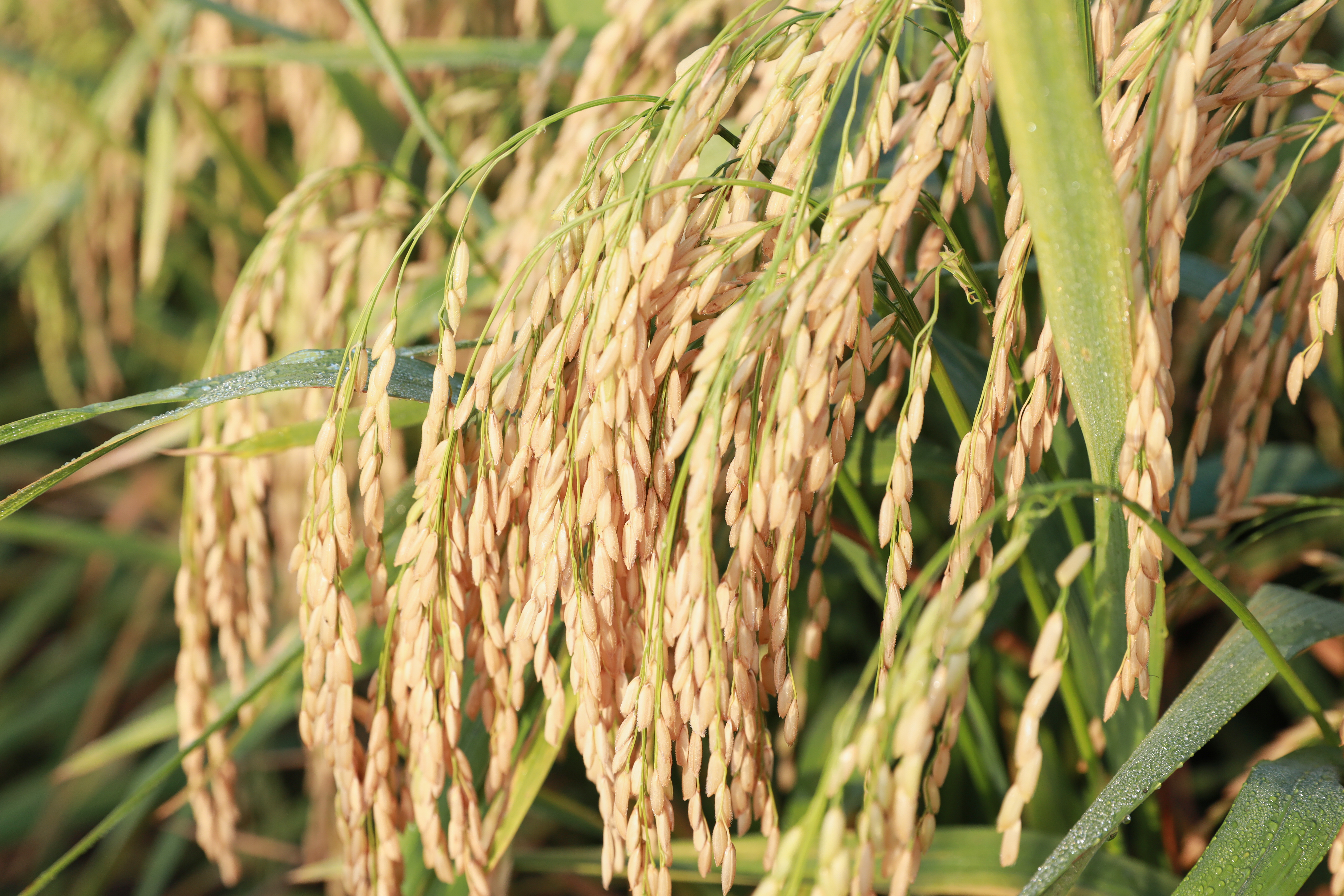 VNR98 CHÍNH THỨC ĐƯỢC CÔNG NHẬN LƯU HÀNH – KIỂM CHỨNG THỰC TẾ NGAY TRÊN ĐỒNG RUỘNG ĐBSCL