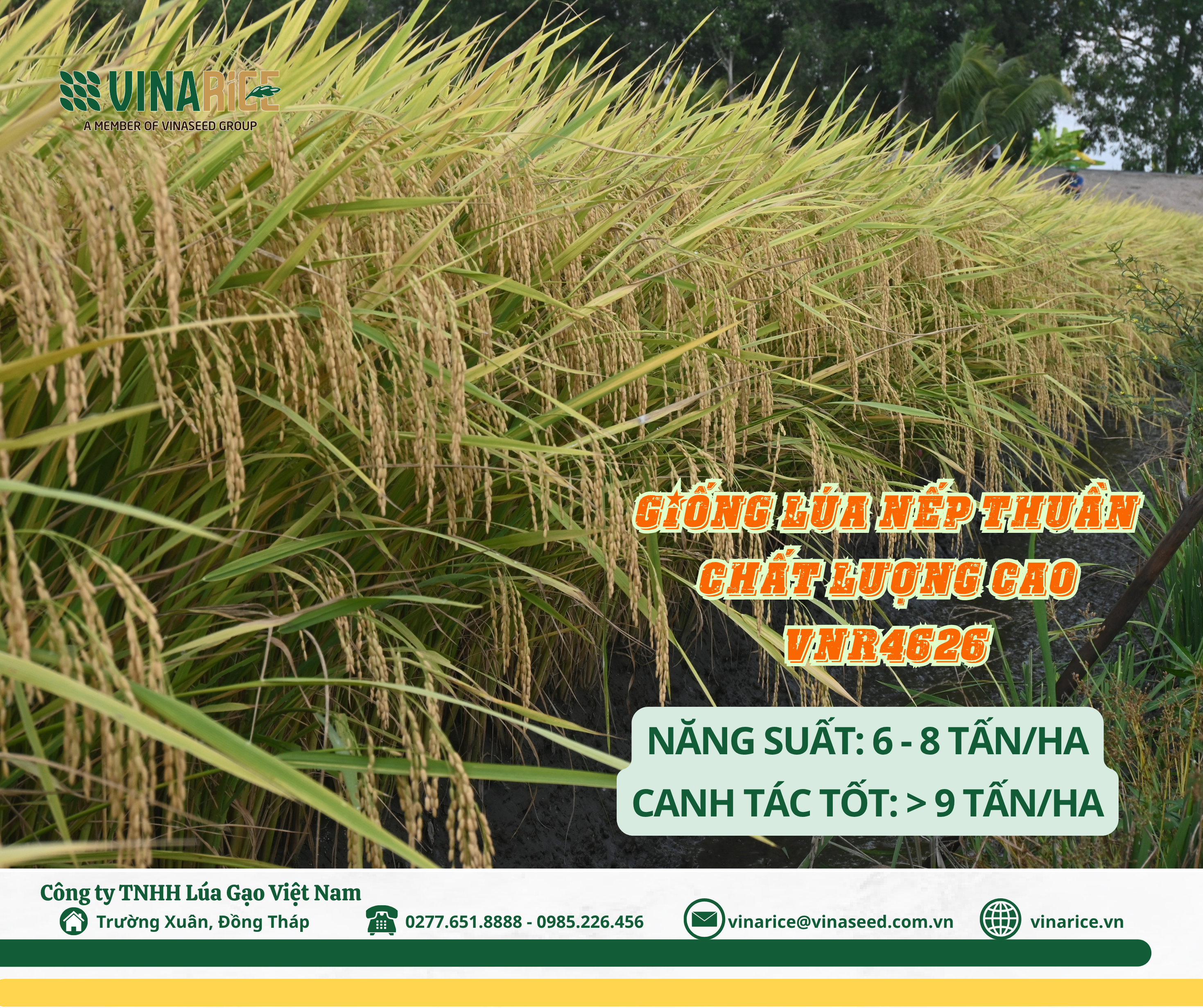 GIỐNG NẾP VNR4626 ĐẠT 8,6 TẤN/HA TẠI THẠNH PHƯỚC, TÂY NINH