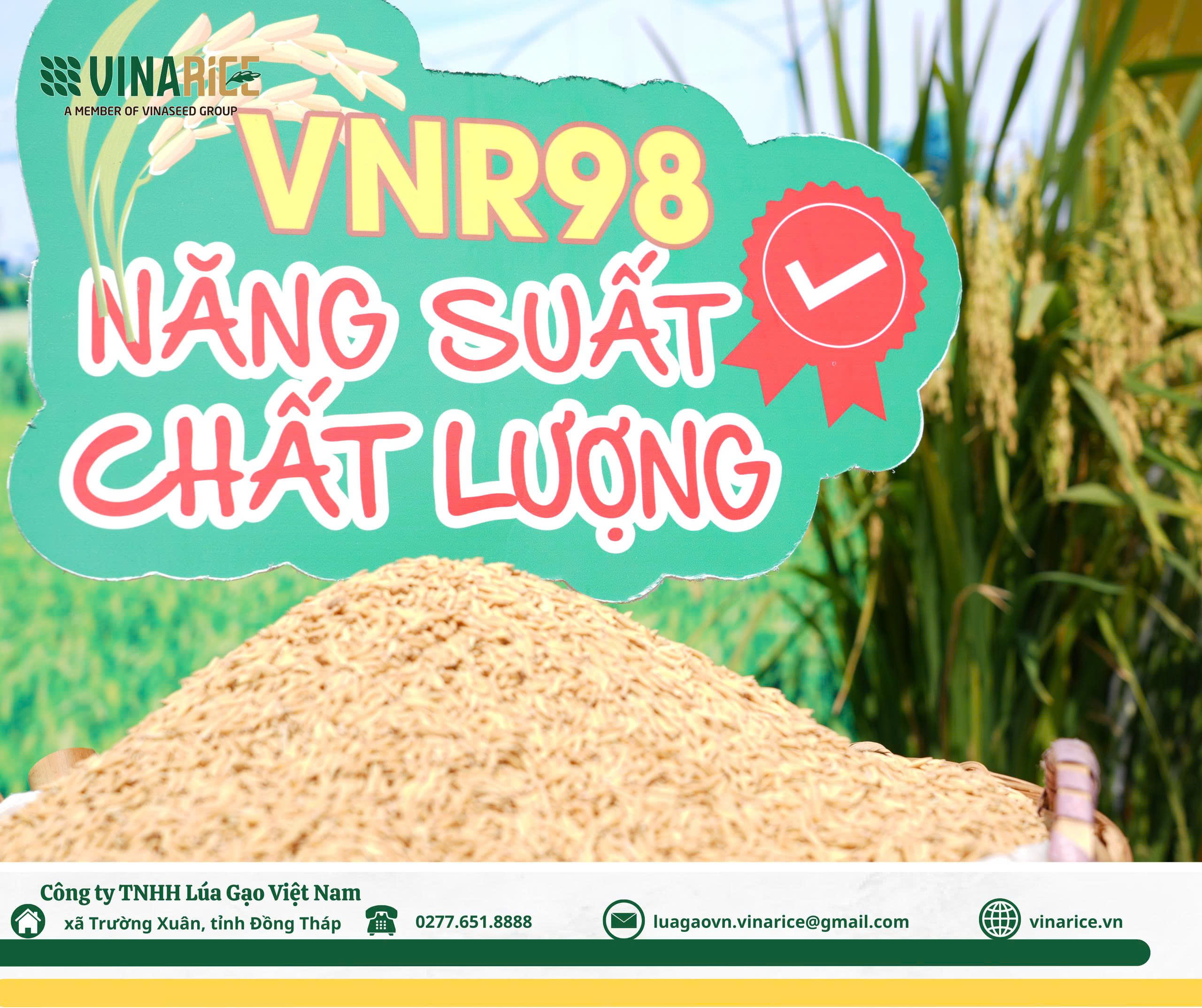 Giống lúa VNR98 và xu hướng 